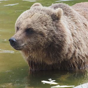 Eurasian Brown Bear 1