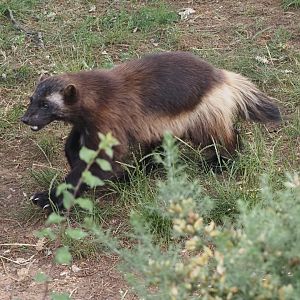 Eurasian Wolverine