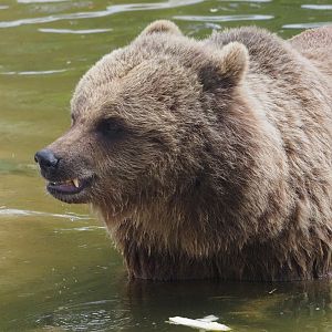 Eurasian Brown Bear 2