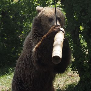 Eurasian Brown Bear 3