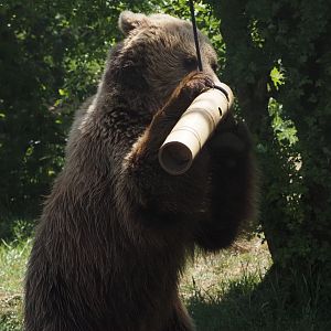 Eurasian Brown Bear 4