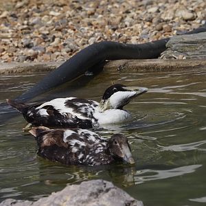 Common Eiders