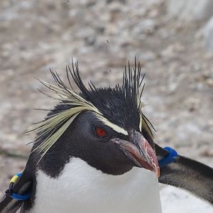 Northern Rockhopper Penguin 1