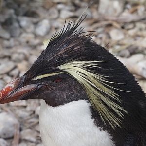 Northern Rockhopper Penguin 3