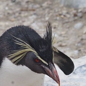 Northern Rockhopper Penguin 4