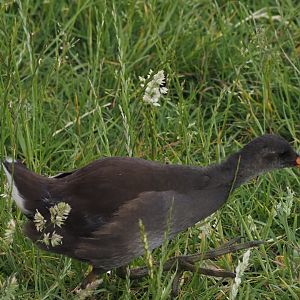Common Moorhen Chick (Wild)