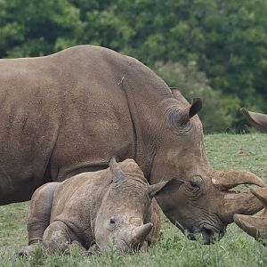 Southern White Rhinoceros 1
