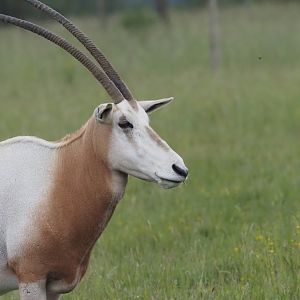 Scimitar-Horned Oryx