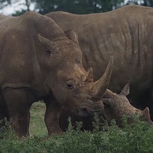 Southern White Rhinoceros 2