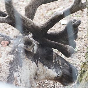 Finnish Forest Reindeer