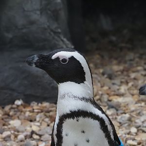 African Penguin 1