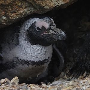 African Penguin 2