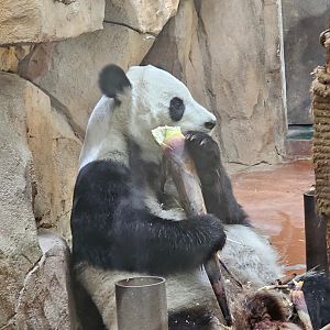 Giant Panda, 05/2025