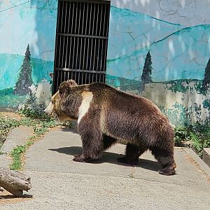 Tibetan Brown Bear, 05/2025