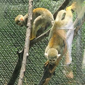 Collins Squirrel Monkeys ID? 05/2025
