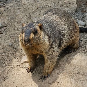Himalayan marmot, 05/2025