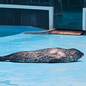 Spotted Seal, 05/2025