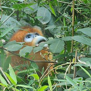 Male Golden snub-nosed monkey, 05/2025