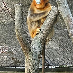 Male Golden snub-nosed monkey, 05/2025