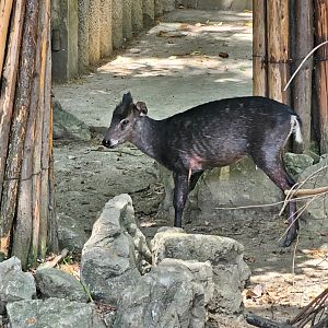 Western Chinese tufted deer (Elaphodus cephalophus cephalophus), 05/2025