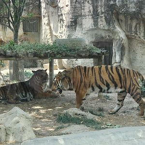 South Chinese Tigers, 05/2025
