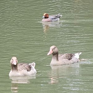 Eurasian wigeon and Greylag geese