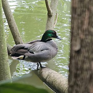 Falcated duck