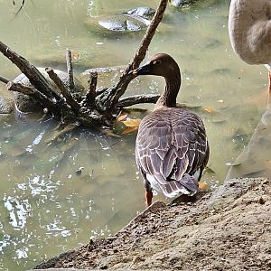 Middendorf's Bean Goose Anser fabialis middendorffii (?)