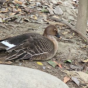 Middendorf's Bean Goose Anser fabialis middendorffii (?)