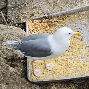 East Siberian / Vega Gull, Larus (argenterus) vegae