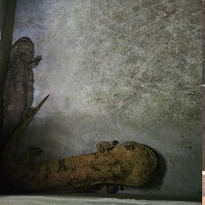 Chinese giant salamanders
