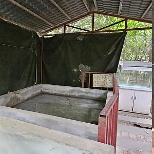 Chinese giant salamander tank
