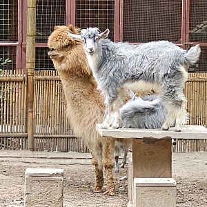 Alpaca and goats
