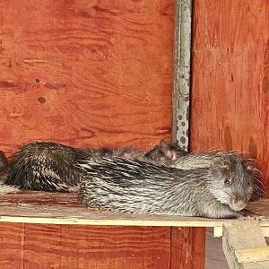 Asian brush-tailed porcupines