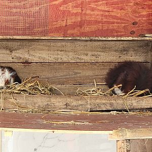 Red and White Giant Flying Squirrels (Petaurista alborufus)