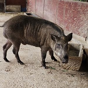 Wild boar (presumably Sus scrofa moupinensis)