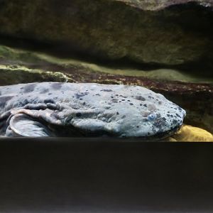Ozark Hellbender (Cryptobranchus alleganiensis bishopi)