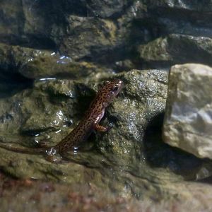 Cave Salamander (Eurycea lucifuga)