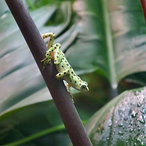 Rio Pescado Stubfoot Toad (Atelopus balios)