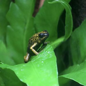 Kiki Poison Dart Frog (Oophaga sylvatica)