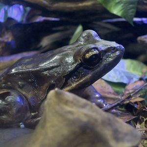 Mountain Chicken Frog (Leptodactylus fallax)