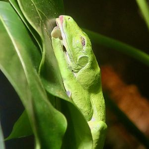 Splendid Leaf Frog (Cruziohyla calcarifer)