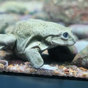 Titicaca Water Frog (	Telmatobius culeus)
