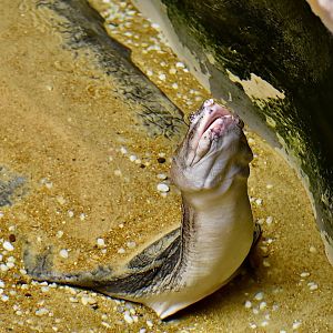 Asian Narrow-Headed Softshell Turtle (Chitra chitra)