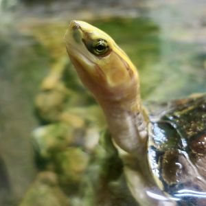 McCord's Box Turtle (Cuora mccordi)