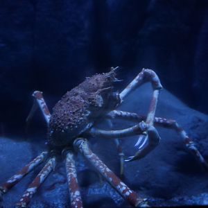 Japanese Spider Crab