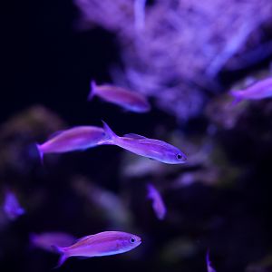Magenta Slender Anthias