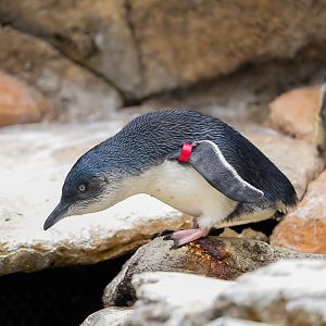 Little Blue Penguin