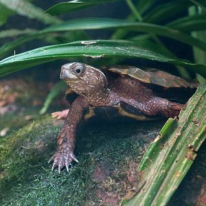 Black-Breasted Leaf Turtle (Geoemyda spengleri)