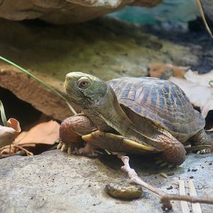 Ornate Box Turtle (Terrapene ornata)